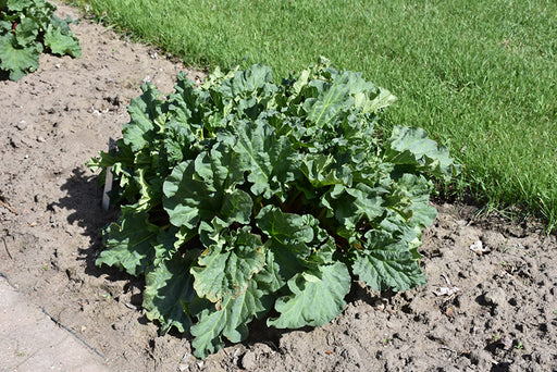 Rhubarb Glaskins Perpetual #1