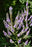 Veronicastrum Fascination 15cm