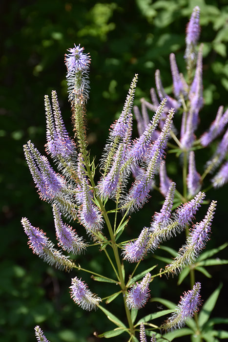 Veronicastrum Fascination 15cm