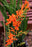 Crocosmia Emily Mckenzie 15cm