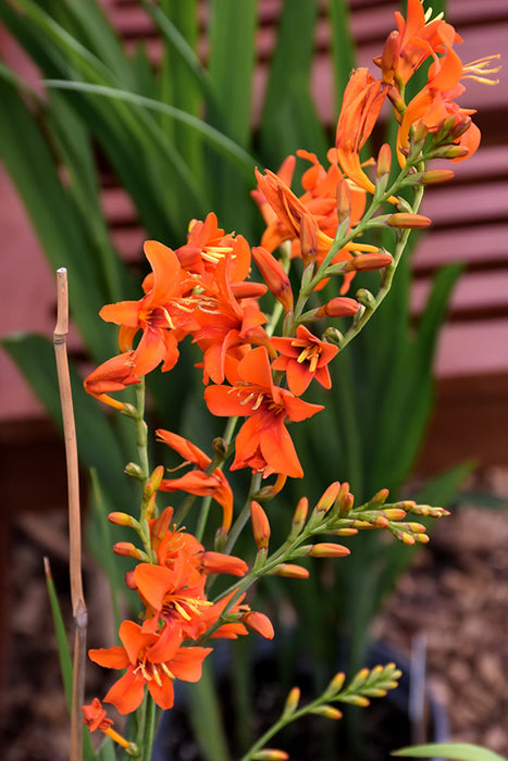 Crocosmia Emily Mckenzie 15cm