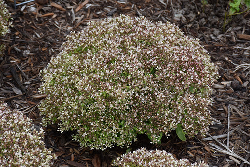 Sedum Rock n Round Bundle of Joy 17cm