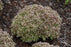 Sedum Rock n Round Bundle of Joy 17cm
