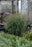 Panicum Vir Prairie Winds Apache #1