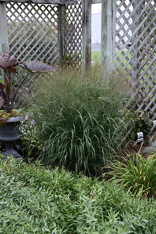 Panicum Vir Prairie Winds Apache #1