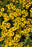 helenium Helen's Flower Sneezeweed