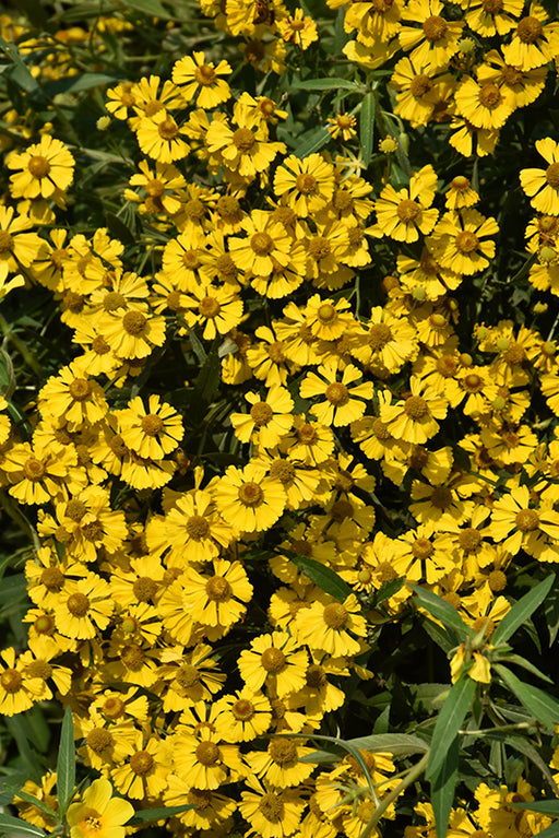helenium Helen's Flower Sneezeweed