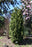 Cedar oc. Zmatlik #5 PERENNIAL
