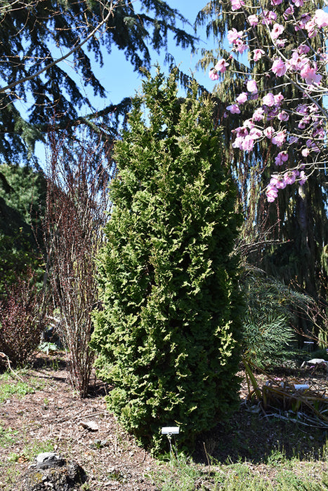 Cedar oc. Zmatlik #5 PERENNIAL