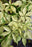 Virginia Creeper Star Showers #1  Staked