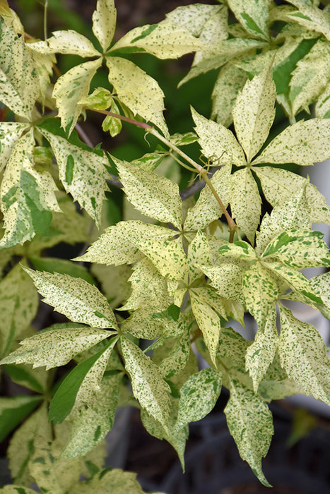 Virginia Creeper Star Showers #1  Staked