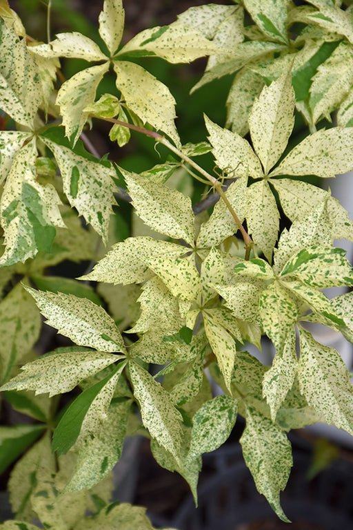 Virginia Creeper Star Showers #1  Staked