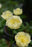 Trollius x cultorum New Moon