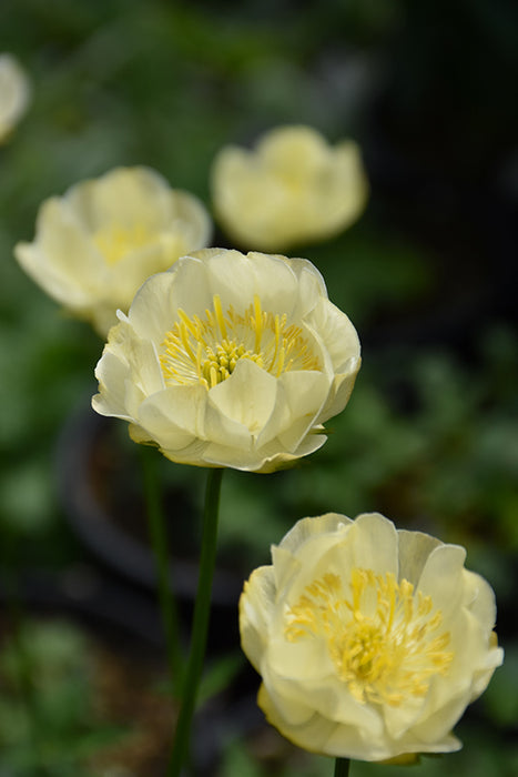 Trollius x cultorum New Moon