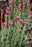 Antennaria dioica Rubra 9cm