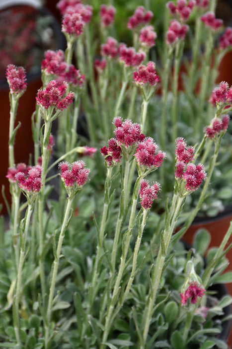 Antennaria dioica Rubra 9cm