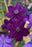 Clematis Hybrid Amethyst Beauty