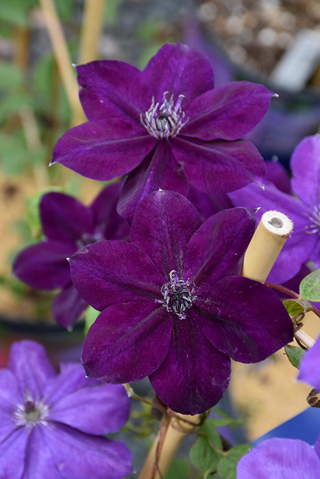 Clematis Hybrid Amethyst Beauty