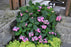 Hydrangea Macrophylla Cape May #2