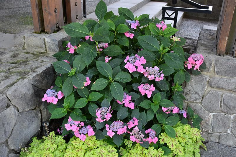 Hydrangea Macrophylla Cape May #2