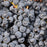 Bluebell Grape #2