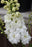 Delphinium NM Green Twist 11cm