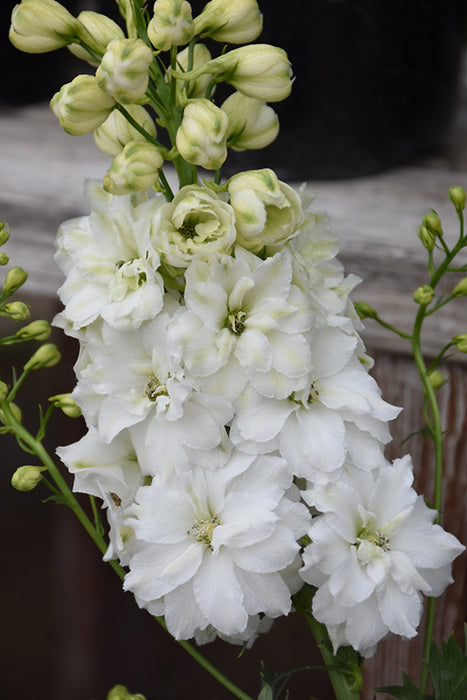 Delphinium NM Green Twist 11cm