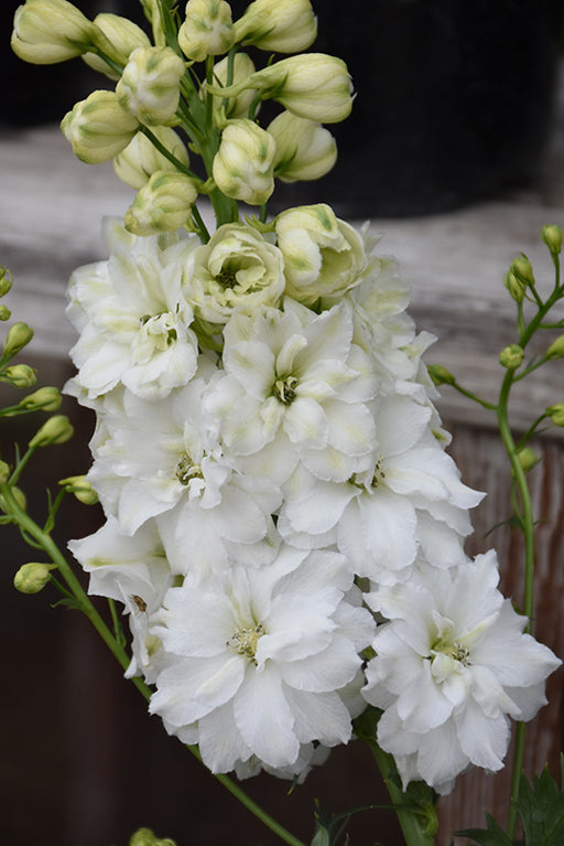 Delphinium NM Green Twist 11cm