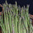 Asparagus Millenium 11cm