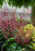 Heuchera Berry Timeless 15cm