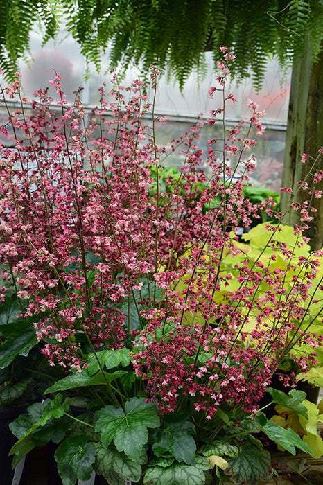 Heuchera Berry Timeless 15cm