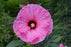 Hibiscus Candy Crush #2