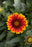 Gaillardia Spintop Red Starburst 15cm