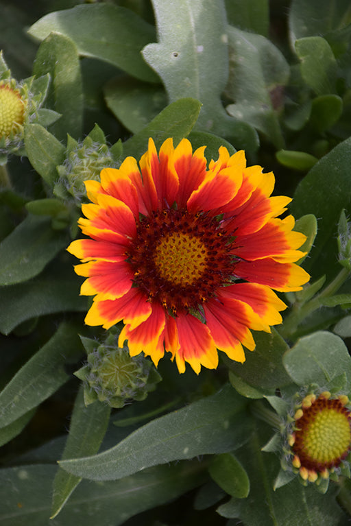 Gaillardia Spintop Red Starburst 15cm