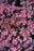 Sedum SunSpark Plum Dazzled ex 15cm per