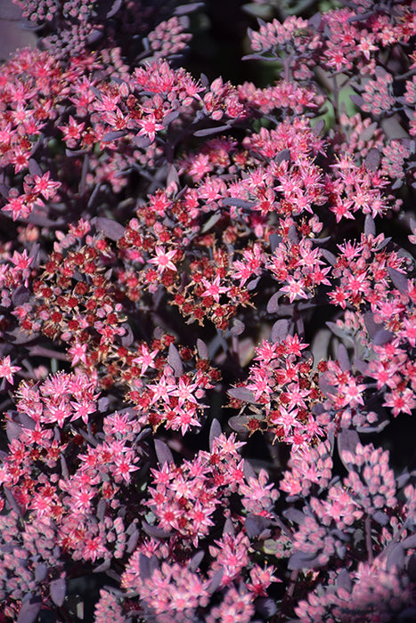 Sedum SunSpark Plum Dazzled ex 15cm per