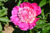Peony Paeonia Madame Emile Debatene 1 Gal