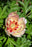 Peony Paeonia Itoh Pastel Splendor 1 Gal