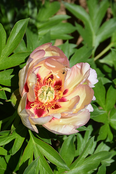 Peony Paeonia Itoh Pastel Splendor 1 Gal