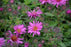 Aster novae-angliae PinkCrush 15cm