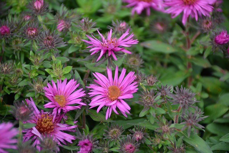 Aster novae-angliae PinkCrush 15cm