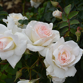 Rose Hardy New Dawn #1