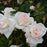 Rose Hardy New Dawn #1
