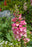 Digiplexis (digitalis) Berry Canary