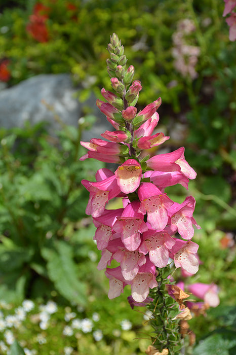 Digiplexis (digitalis) Berry Canary