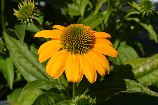 Echinacea Yellow Ombre