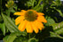 Echinacea Yellow Ombre