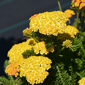 Achillea Skysail Yellow 11 cm