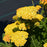 Achillea Skysail Yellow 11 cm