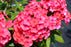 phlox Luminary Sunset Coral ex 17cm